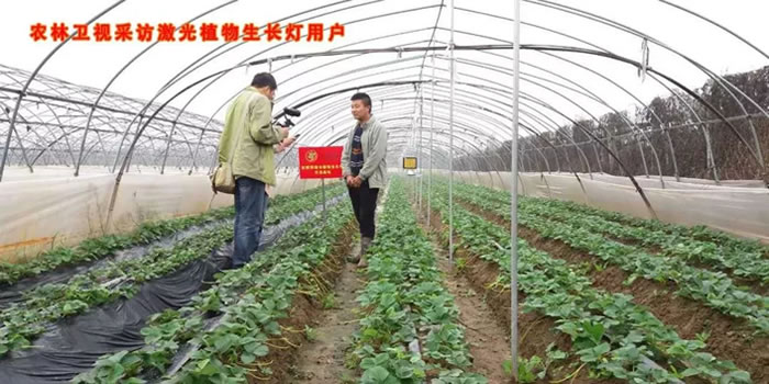 农林卫视采访激光植物补光灯用户